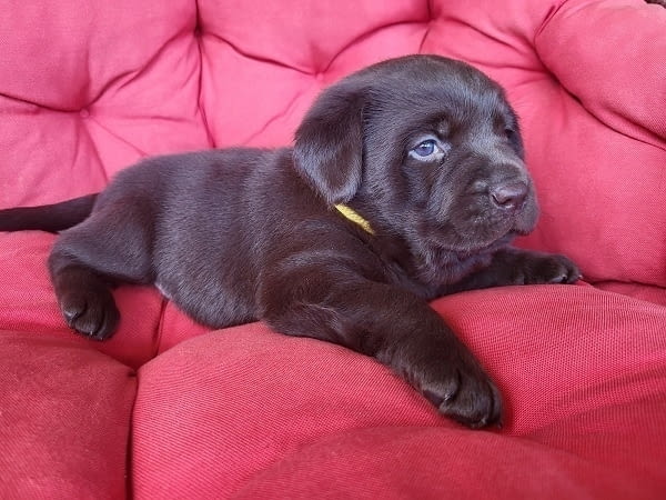 Кученца кафяв лабрадор Labrador Retriever, 2 Months, Vaccinated - Yes - city of Izvun Bulgaria | Dogs - снимка 4