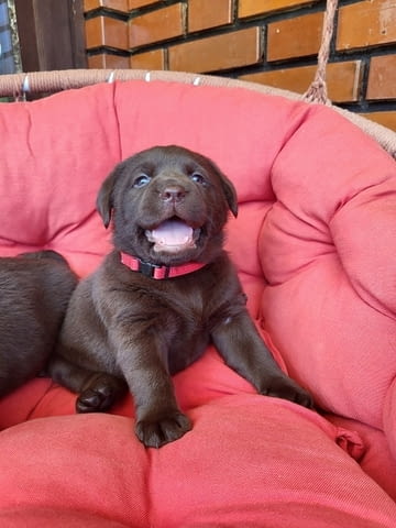Кученца кафяв лабрадор Labrador Retriever, 2 Months, Vaccinated - Yes - city of Izvun Bulgaria | Dogs - снимка 7
