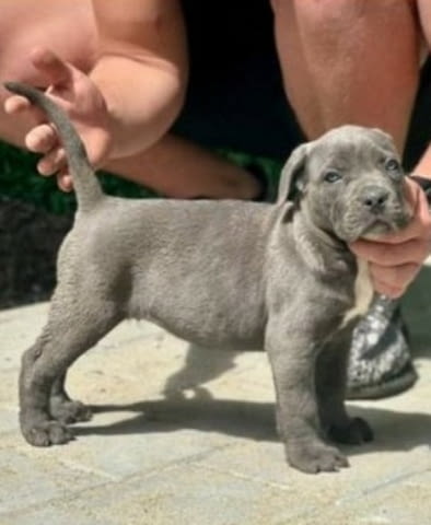 Кученца Кане Корсо от двата пола Kanekorso, 2 Months, Vaccinated - Yes - city of Sofia | Dogs - снимка 1