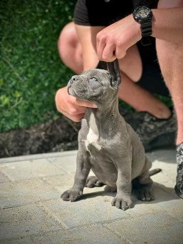 Кученца Кане Корсо от двата пола Kanekorso, 2 Months, Vaccinated - Yes - city of Sofia | Dogs - снимка 2