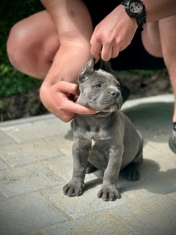 Кученца Кане Корсо от двата пола Kanekorso, 2 Months, Vaccinated - Yes - city of Sofia | Dogs - снимка 3