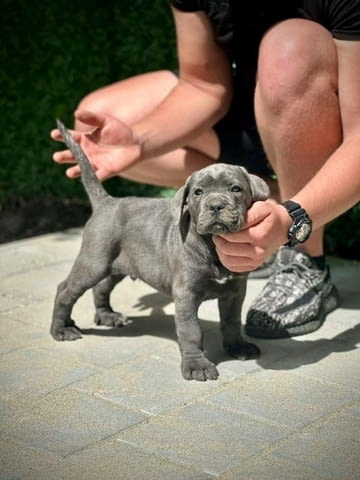 Кученца Кане Корсо от двата пола Kanekorso, 2 Months, Vaccinated - Yes - city of Sofia | Dogs - снимка 4