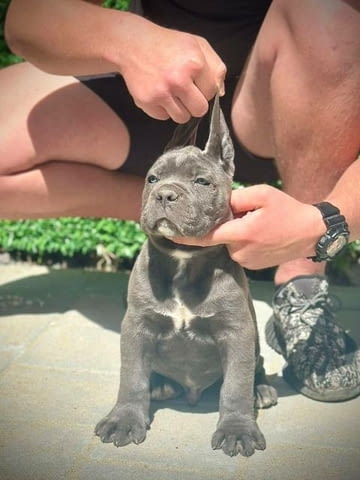 Кученца Кане Корсо от двата пола Kanekorso, 2 Months, Vaccinated - Yes - city of Sofia | Dogs - снимка 5