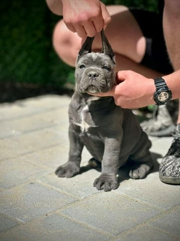 Кученца Кане Корсо от двата пола Kanekorso, 2 Months, Vaccinated - Yes - city of Sofia | Dogs - снимка 6