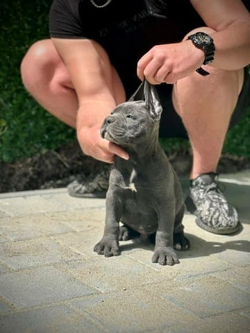 Кученца Кане Корсо от двата пола Kanekorso, 2 Months, Vaccinated - Yes - city of Sofia | Dogs - снимка 8
