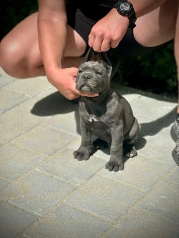 Кученца Кане Корсо от двата пола Kanekorso, 2 Months, Vaccinated - Yes - city of Sofia | Dogs - снимка 9