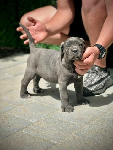 Кученца Кане Корсо от двата пола Kanekorso, 2 Months, Vaccinated - Yes - city of Sofia | Dogs - снимка 10