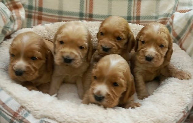 Кученца английски кокер шпаньол English Cocker Spaniel, 2 Months, Vaccinated - Yes - city of Izvun Bulgaria | Dogs - снимка 1