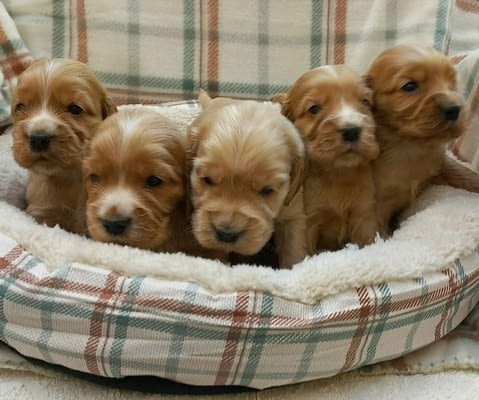Кученца английски кокер шпаньол English Cocker Spaniel, 2 Months, Vaccinated - Yes - city of Izvun Bulgaria | Dogs - снимка 2