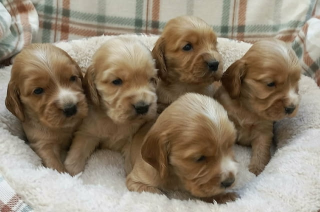 Кученца английски кокер шпаньол English Cocker Spaniel, 2 Months, Vaccinated - Yes - city of Izvun Bulgaria | Dogs - снимка 3
