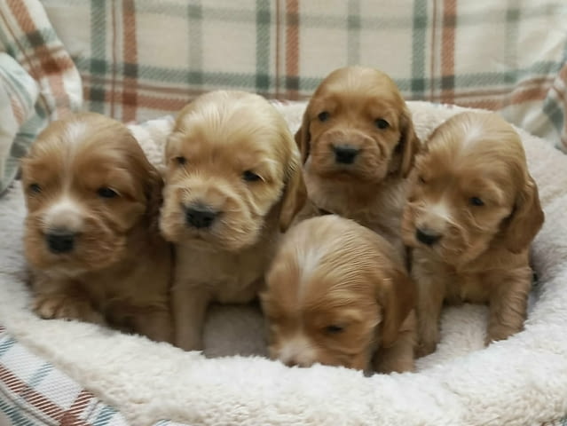 Кученца английски кокер шпаньол English Cocker Spaniel, 2 Months, Vaccinated - Yes - city of Izvun Bulgaria | Dogs - снимка 4