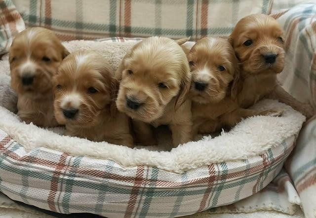 Кученца английски кокер шпаньол English Cocker Spaniel, 2 Months, Vaccinated - Yes - city of Izvun Bulgaria | Dogs - снимка 5
