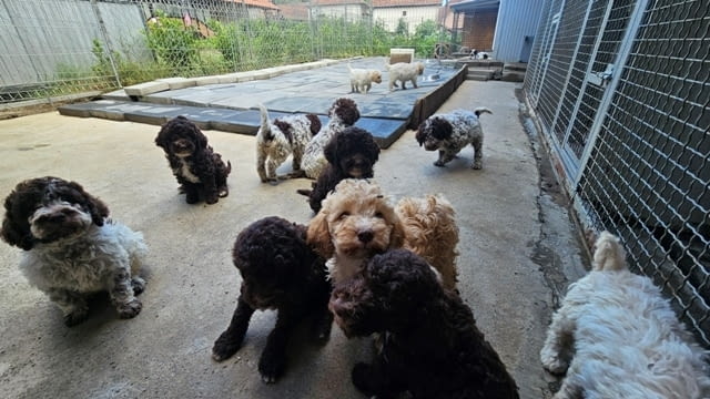 Кученца Лагото Романьоло Другa - city of Sofia | Dogs - снимка 2