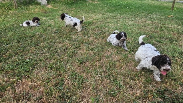 Кученца Лагото Романьоло Другa - city of Sofia | Dogs - снимка 10
