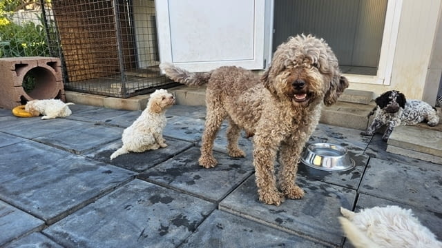 Кученца Лагото Романьоло Другa - city of Sofia | Dogs - снимка 12