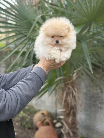 Чудесни Мини Померани с къси муцунки Pomeranian, 2 Months, Vaccinated - Yes - city of Sofia | Dogs - снимка 3