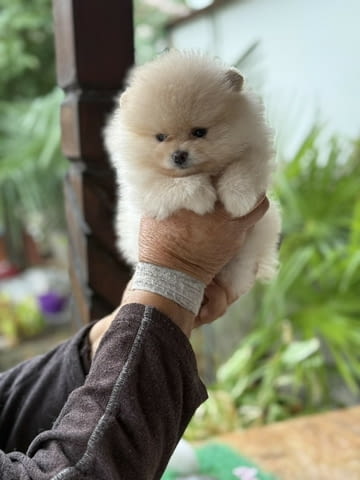 Чудесни Мини Померани с къси муцунки Pomeranian, 2 Months, Vaccinated - Yes - city of Sofia | Dogs - снимка 5
