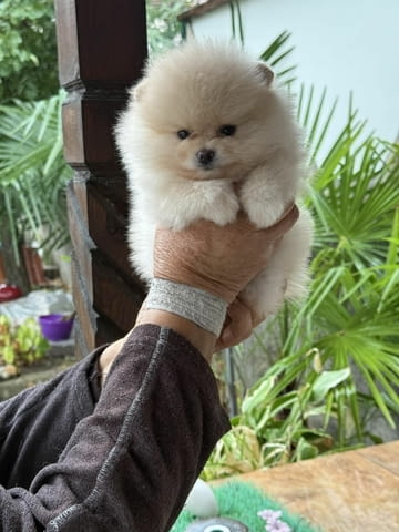 Уникално сладки Мини Померани Pomeranian, Vaccinated - Yes, Dewormed - Yes - city of Sofia | Dogs - снимка 2