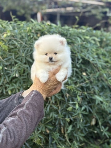Шоколадови Той Пудели Pomeranian, Vaccinated - Yes, Dewormed - Yes - city of Sofia | Dogs - снимка 3