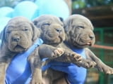Кученца Кане Корсо