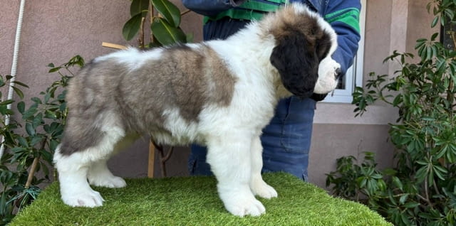 Санбернар - мъжки Longcoated St. Bernard, 2 Months, Vaccinated - Yes - city of Sofia | Dogs - снимка 1