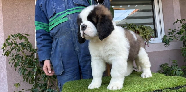 Санбернар - мъжки Longcoated St. Bernard, 2 Months, Vaccinated - Yes - city of Sofia | Dogs - снимка 2