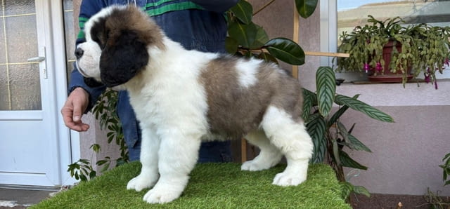 Санбернар - мъжки Longcoated St. Bernard, 2 Months, Vaccinated - Yes - city of Sofia | Dogs - снимка 3