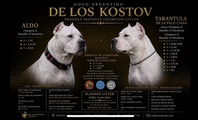DOGO ARGENTINO – CHAMPION LITTER DE LOS KOSTOV KENNEL – Republic of North Macedonia - снимка 1