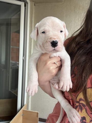 DOGO ARGENTINO – CHAMPION LITTER DE LOS KOSTOV KENNEL – Republic of North Macedonia - снимка 2