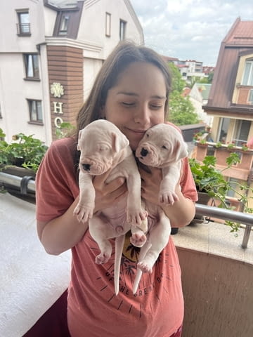 DOGO ARGENTINO – CHAMPION LITTER DE LOS KOSTOV KENNEL – Republic of North Macedonia - снимка 3