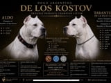 DOGO ARGENTINO – CHAMPION LITTER DE LOS KOSTOV KENNEL – Republic of North Macedonia