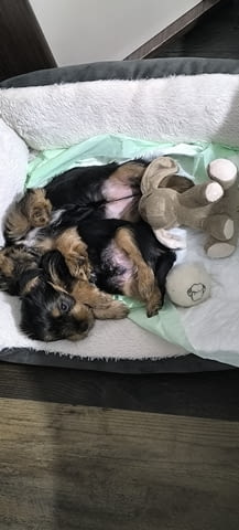 Продава мъжки йоркширски териер Yorkshire Terrier, 2 Months, Vaccinated - Yes - city of Sofia | Dogs - снимка 1