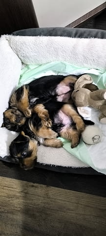 Продава мъжки йоркширски териер Yorkshire Terrier, 2 Months, Vaccinated - Yes - city of Sofia | Dogs - снимка 2