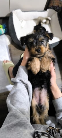 Продава мъжки йоркширски териер Yorkshire Terrier, 2 Months, Vaccinated - Yes - city of Sofia | Dogs - снимка 3