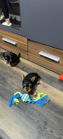 Продава мъжки йоркширски териер Yorkshire Terrier, 2 Months, Vaccinated - Yes - city of Sofia | Dogs - снимка 4