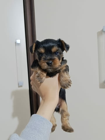 Продава мъжки йоркширски териер Yorkshire Terrier, 2 Months, Vaccinated - Yes - city of Sofia | Dogs - снимка 5