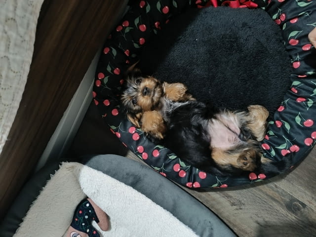 Продава мъжки йоркширски териер Yorkshire Terrier, 2 Months, Vaccinated - Yes - city of Sofia | Dogs - снимка 6