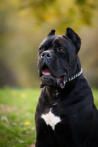 Кане Корсо Cane Corso – мъжко куче за продажба, град Извън България | Кучета - снимка 1