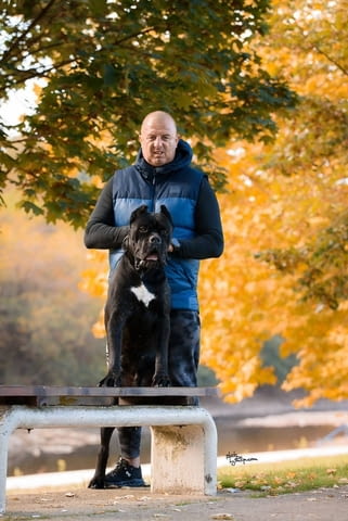 Кане Корсо Cane Corso – мъжко куче за продажба, град Извън България | Кучета - снимка 2