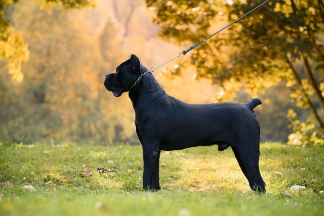 Кане Корсо Cane Corso – мъжко куче за продажба, град Извън България | Кучета - снимка 3