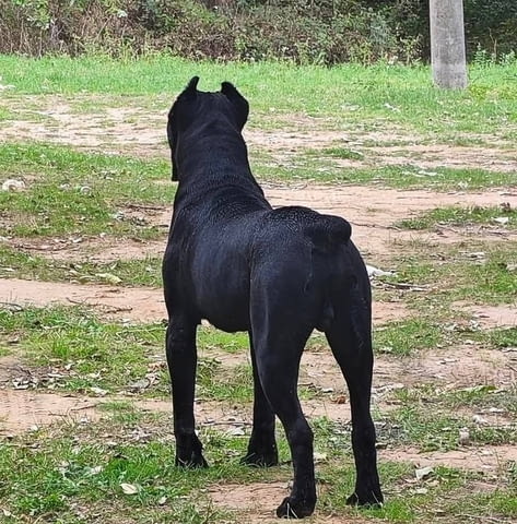 Кане Корсо Cane Corso – мъжко куче за продажба, град Извън България | Кучета - снимка 4