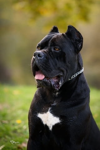 Кане Корсо Cane Corso – мъжко куче за продажба, град Извън България | Кучета - снимка 5