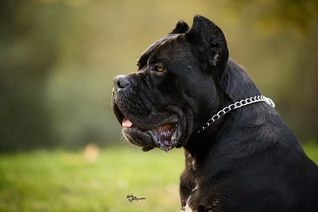 Кане Корсо Cane Corso – мъжко куче за продажба, град Извън България | Кучета - снимка 6
