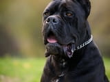 Кане Корсо Cane Corso – мъжко куче за продажба