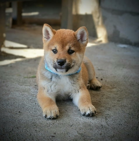 Шиба Ину Кученца Shiba Inu, Vaccinated - Yes, Dewormed - Yes - city of Izvun Bulgaria | Dogs - снимка 1