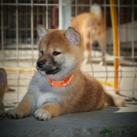 Шиба Ину Кученца Shiba Inu, Vaccinated - Yes, Dewormed - Yes - city of Izvun Bulgaria | Dogs - снимка 2