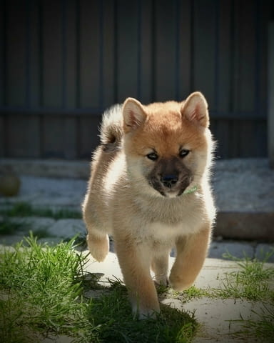 Шиба Ину Кученца Shiba Inu, Vaccinated - Yes, Dewormed - Yes - city of Izvun Bulgaria | Dogs - снимка 3