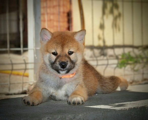 Шиба Ину Кученца Shiba Inu, Vaccinated - Yes, Dewormed - Yes - city of Izvun Bulgaria | Dogs - снимка 4