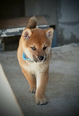 Шиба Ину Кученца Shiba Inu, Vaccinated - Yes, Dewormed - Yes - city of Izvun Bulgaria | Dogs - снимка 5