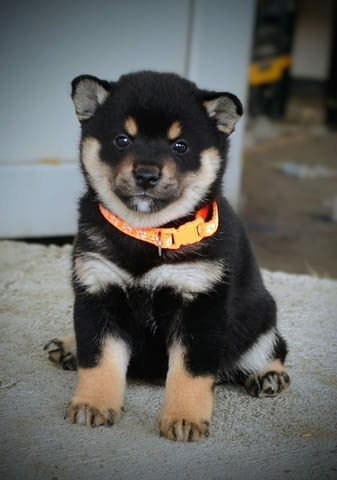 Шиба Ину Кученца Shiba Inu, Vaccinated - Yes, Dewormed - Yes - city of Izvun Bulgaria | Dogs - снимка 6